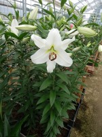 [5225 Pearl Queen VZ No01.JPG]